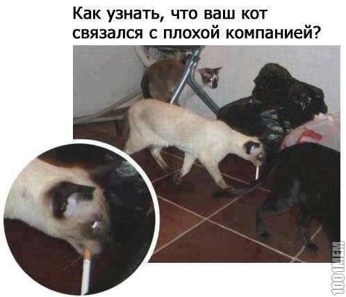 коте во все тяжкие