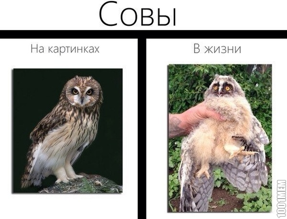 совы