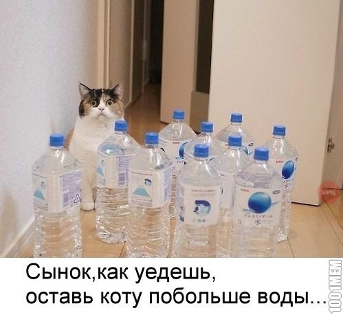 вода для кота