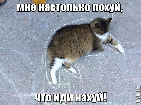 Кот-похуист)