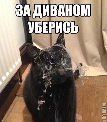 Кот находчик