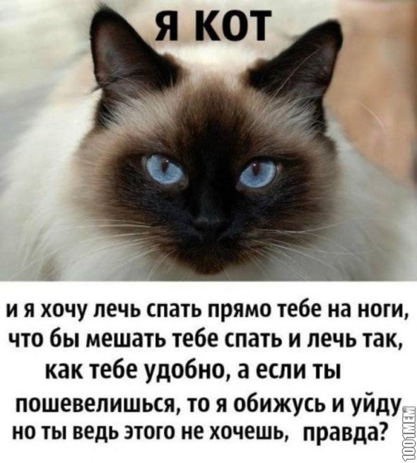 Коты