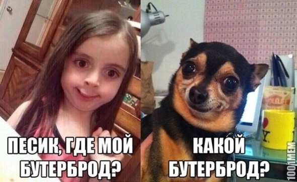 А чё бутер пёсику нельзя??