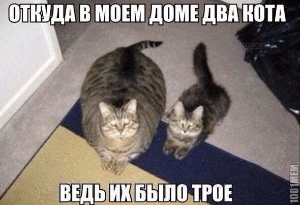 коты