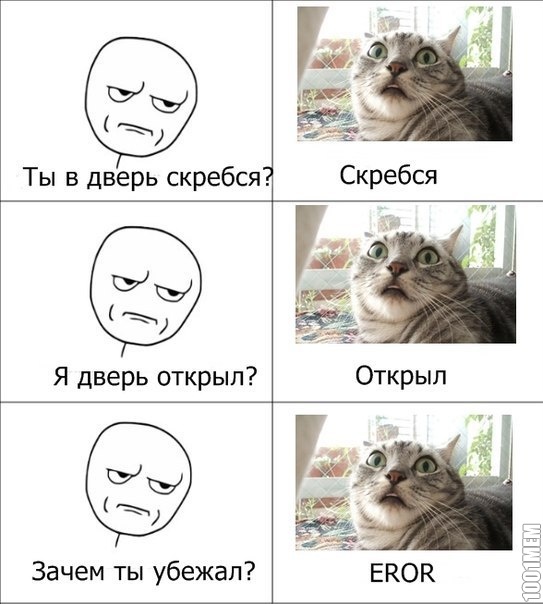 Кот наркоман