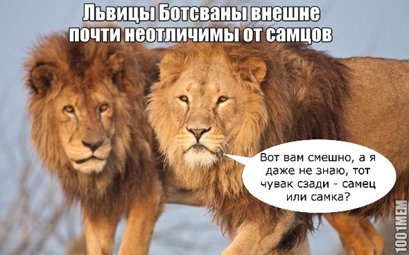 В мире животных