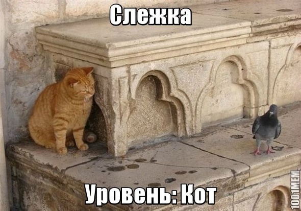 Агент КотКотСемь