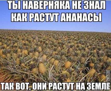 Ананасы так растут