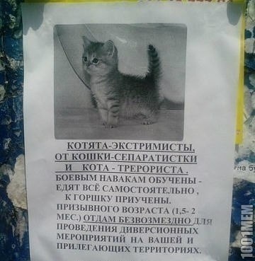 Котята Донбасской породы