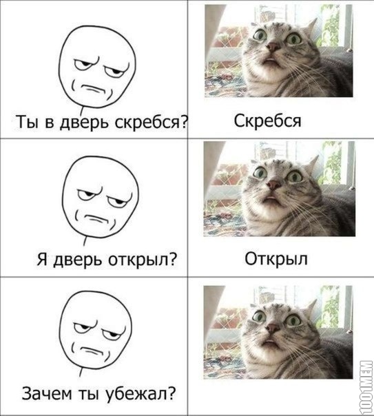 котэ они такие