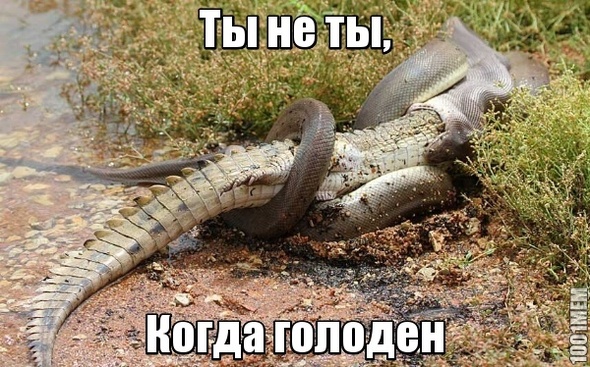 Ты не ты,когда голоден