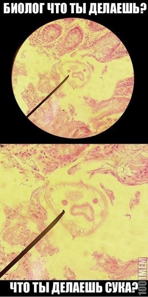Биолог, мне щекотно!