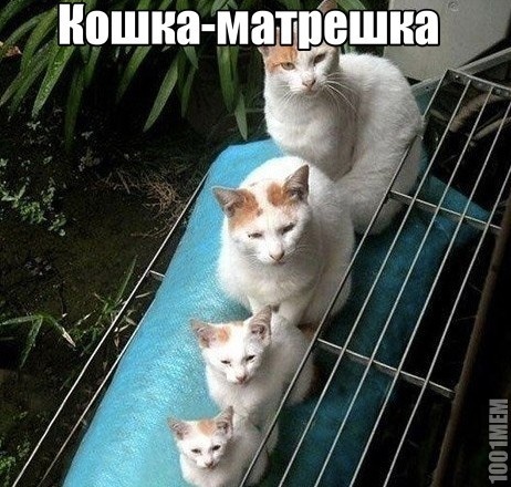 4 кошки