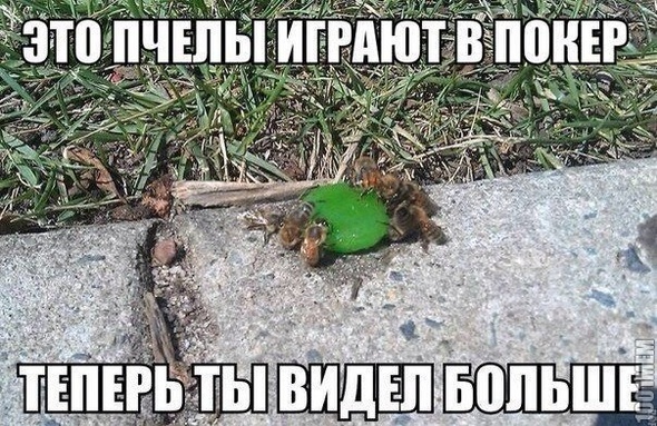 на мед играют