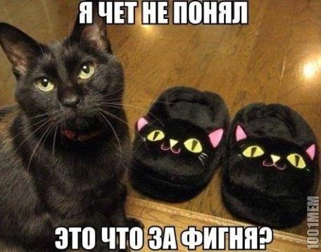 Котэ негодует...