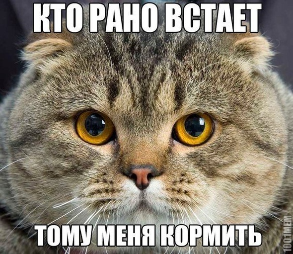 типичный кот