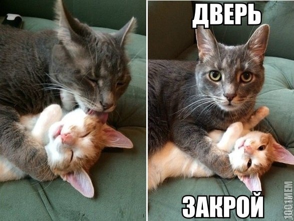 Никогда не мешайте коту и кошке... что бы они там не делали! ;))