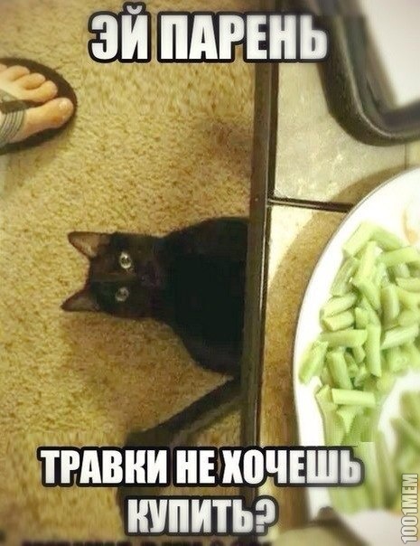 наркоту толкает