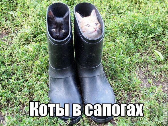 Коты в сапогах