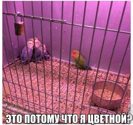 цвет