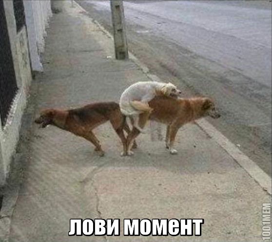 Лови момент