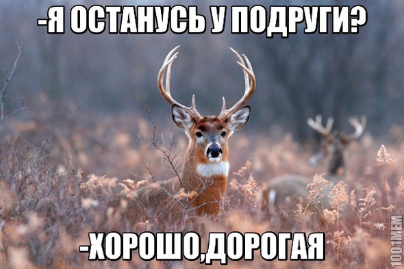 Олень