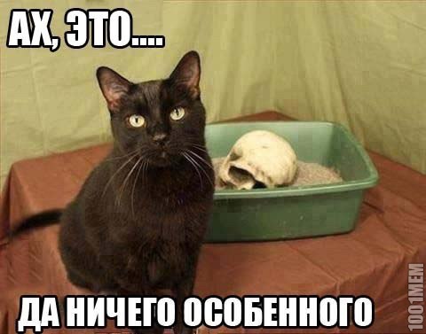Кот Убийца