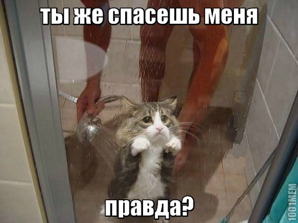 котэ