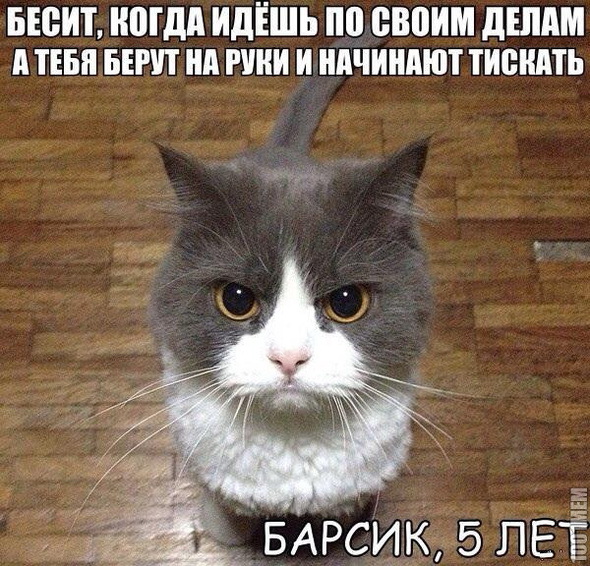 Жизненно (для котоов)