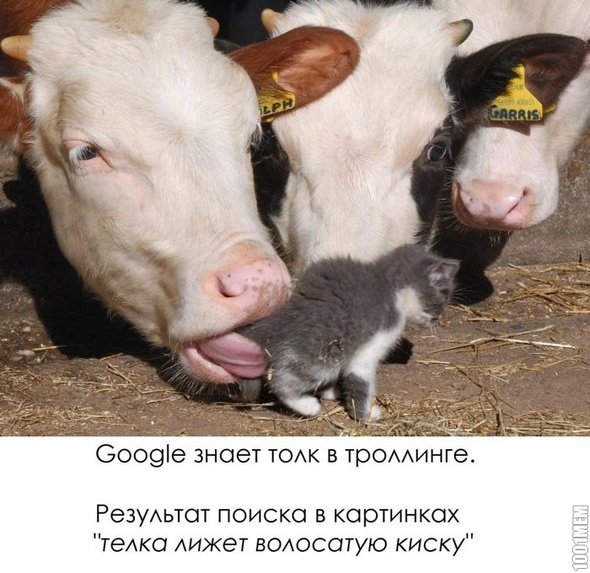 Google лучший троль