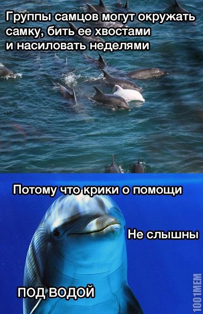 Ох, уж эти дельфины...