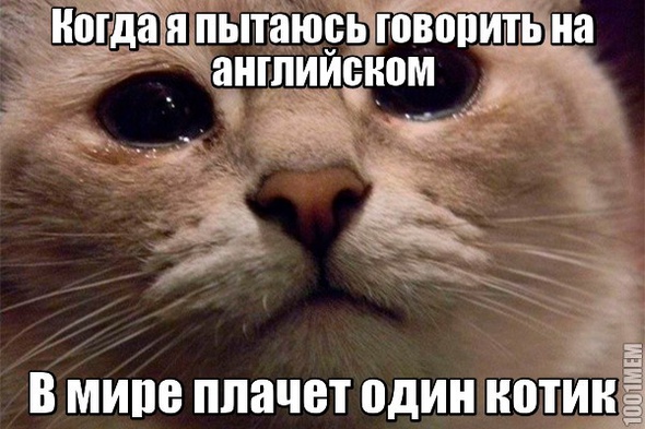 Котики