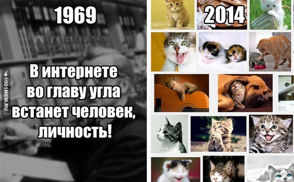 Котэ правят интернетом!