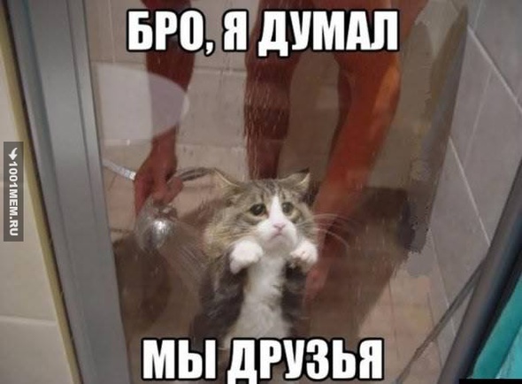 котэ