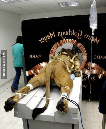 Кинокомпания Metro Goldwyn Mayer