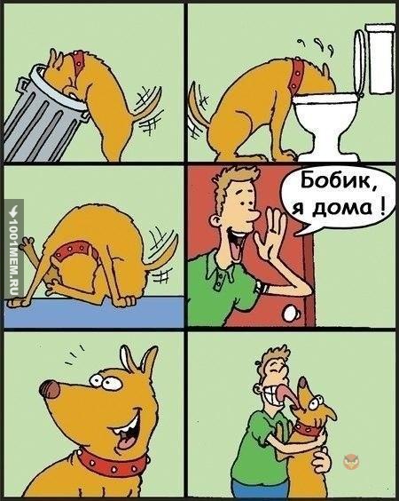 Собаки не так просты)