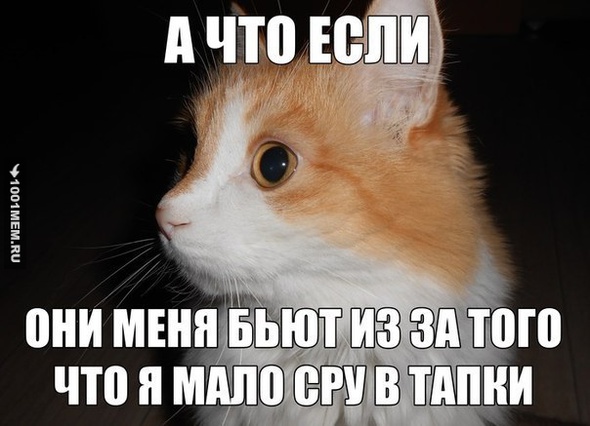 Разум кота)))