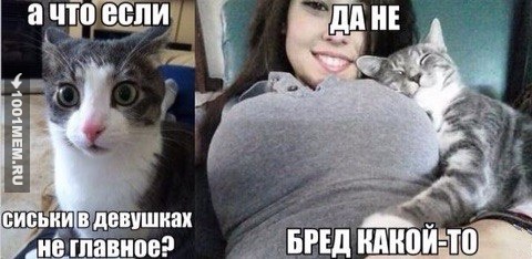 Даже котэ согласен..))