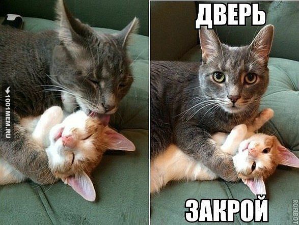 Любовь котов. А может и нет.