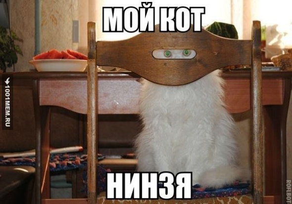 мой кот ниндзя