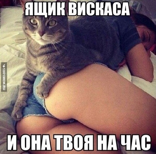 Котэ сутенёр..))