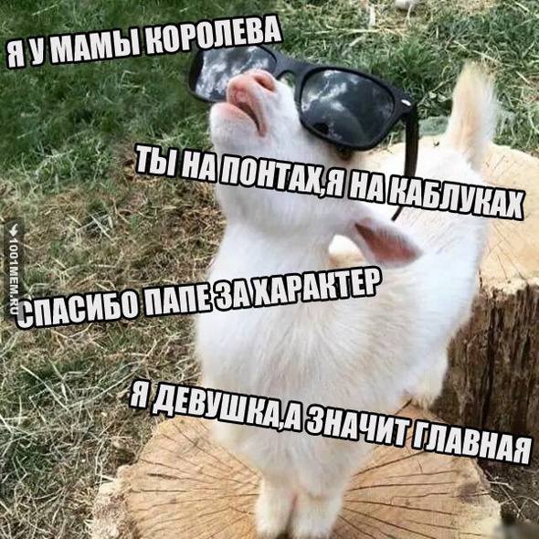 Крутышка