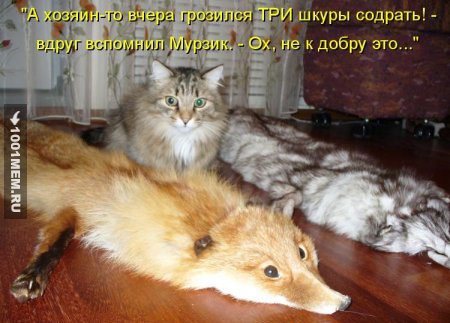 Три шкуры