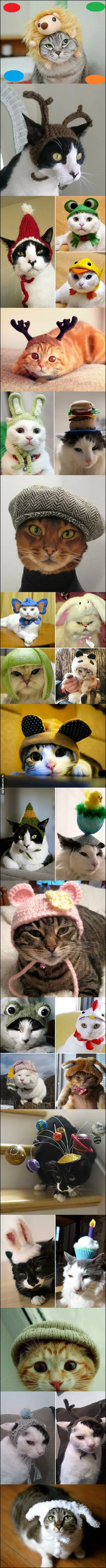 Подборка котиков в милых шапочках :3