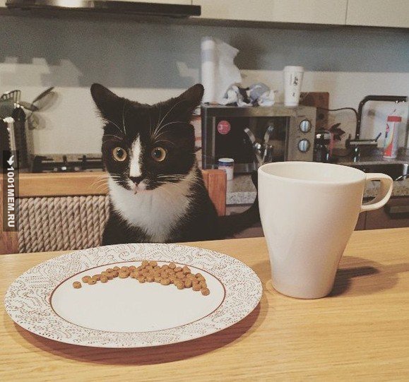 Оставил кота другу на время. Сегодня он прислал фотку первого завтрака котэ...
