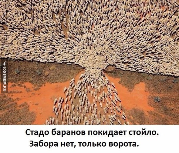 Стадо баранов