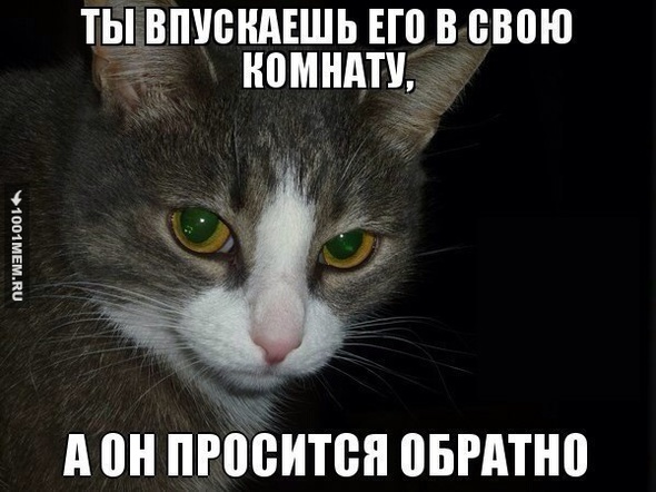 Коты))).....