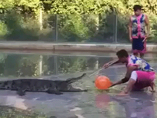 а крокодил не обосрался
