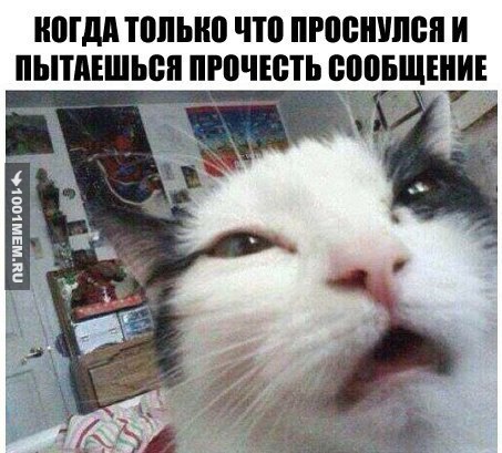 Котик