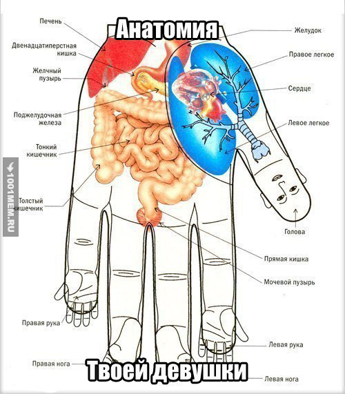Анатомия твоей девушки